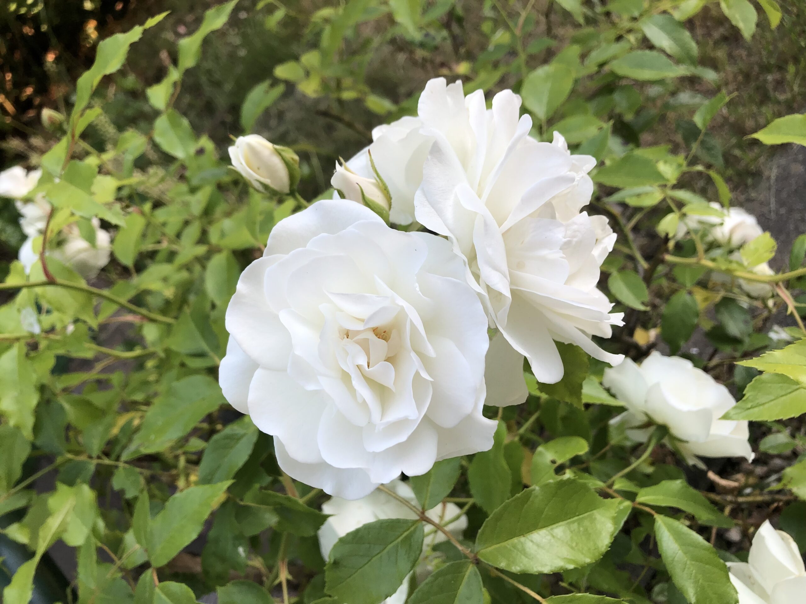 Weiße Rose