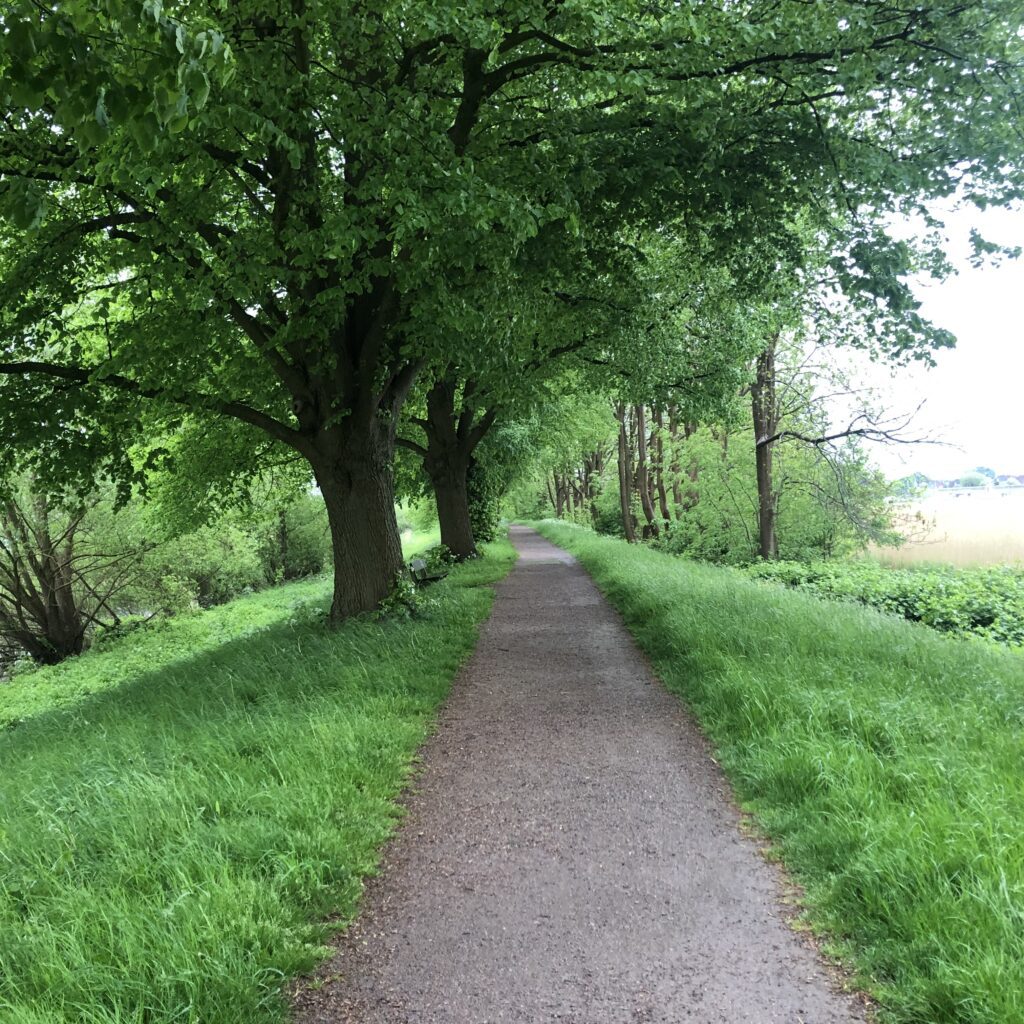 Weg im Grünen